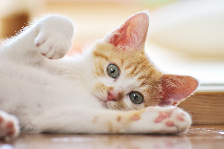 gatto arancione e bianco che si trova sulla superficie di legno marrone, arancio, gatto bianco, superficie, gattino, gatto domestico, animali domestici, animale, carino, felino, piccolo, domestico Animali, giovane animale, mammifero, Sfondo HD
