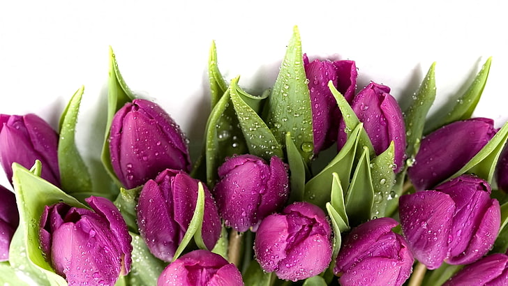 tulipani rosa, luce, fiori, freschezza, primavera, sfondo bianco, ombre, foglie verdi, gocce di rugiada, tulipani viola, Sfondo HD