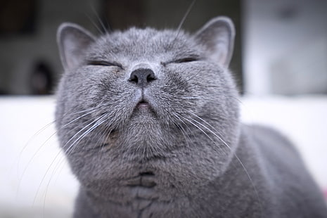 котка, усмивка, муцуна, щастлив, британец, британска късокосместа, HD тапет HD wallpaper