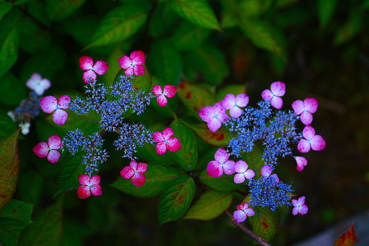 two blue flowers, macro, flowers, inflorescence, hydrangea, HD wallpaper