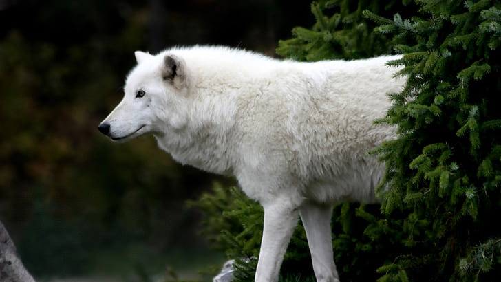 ذئب القطب الشمالي، خلفية HD
