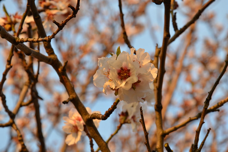 close up photograph of white petaled flowers, cherry blossom, cherry trees, Chinese, plants, flowers, HD wallpaper