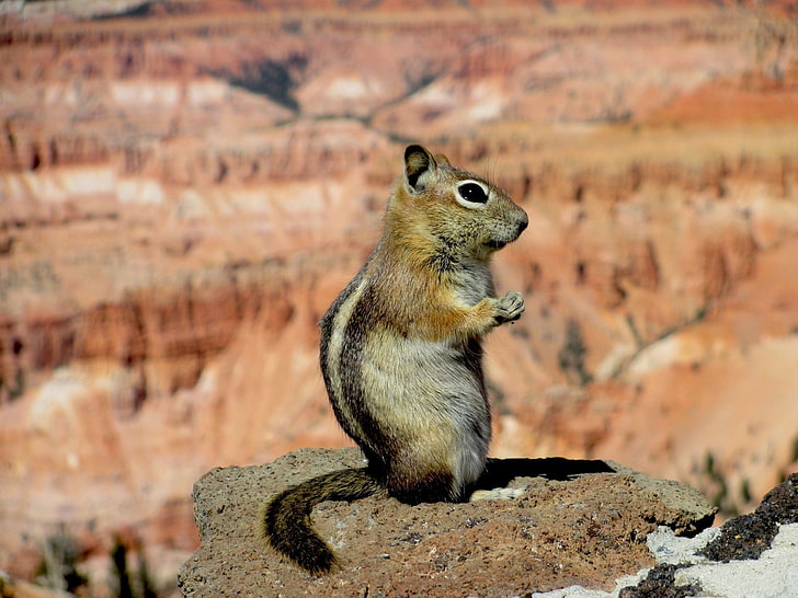 Animal, Squirrel, Rock, Wildlife, HD wallpaper
