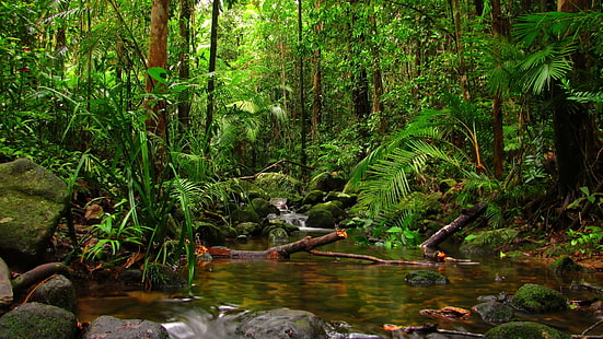 растительность, вода, природа, тропический лес, тропический лес, ручей, лес, водоток, ручей, джунгли, пустыня, HD обои HD wallpaper