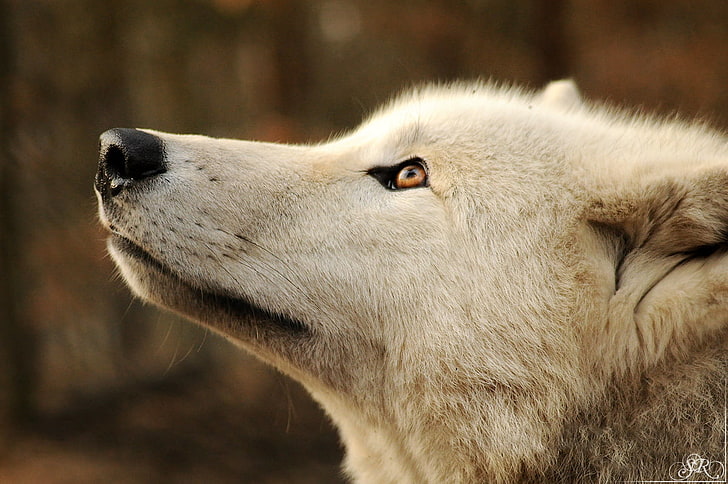 Polar bear, gray wolf, wolf, white, animals, HD wallpaper
