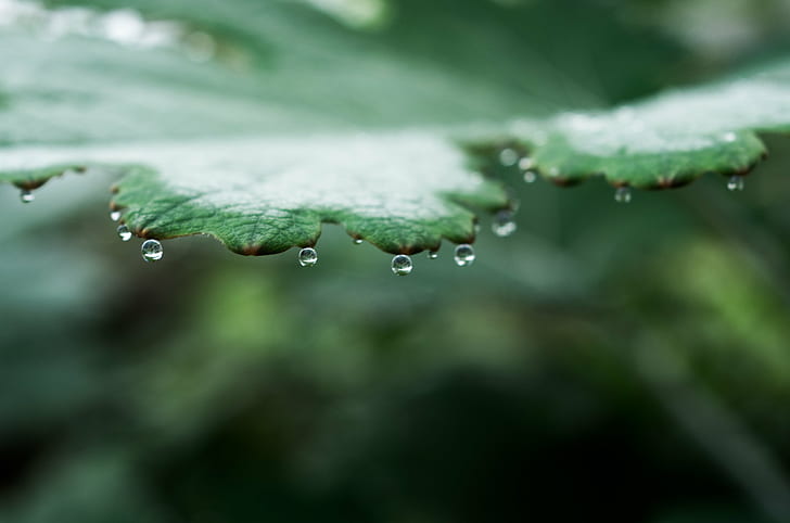 green leaf with water droplets in macro shot, nature, drop, leaf, dew, raindrop, green Color, plant, wet, freshness, close-up, rain, macro, water, HD wallpaper