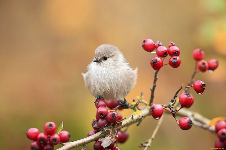 Cute Bird On Branch, encantador, bayas, esponjoso, gorrión, agradable, naturaleza, hermoso, lindo, pájaro, bonito, dulce, adorable, Fondo de pantalla HD