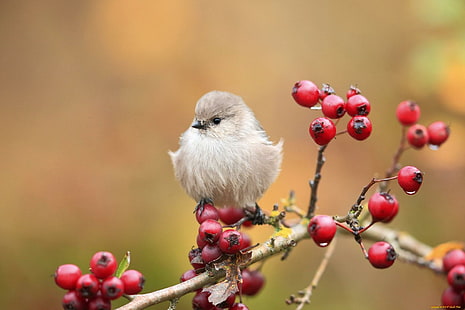 Cute Bird On Branch, lovely, berries, fluffy, sparrow, nice, nature, beautiful, cute, bird, pretty, sweet, adorable, HD wallpaper HD wallpaper