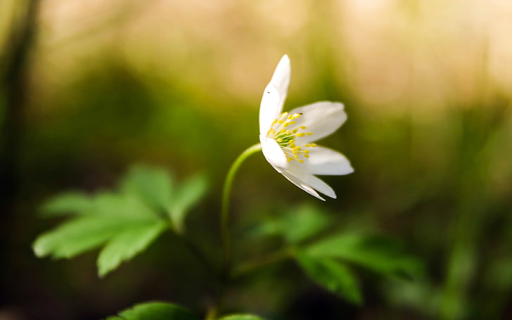 Grün der weißen Blumen der Frühlingsblüte verlässt bokeh, HD-Hintergrundbild