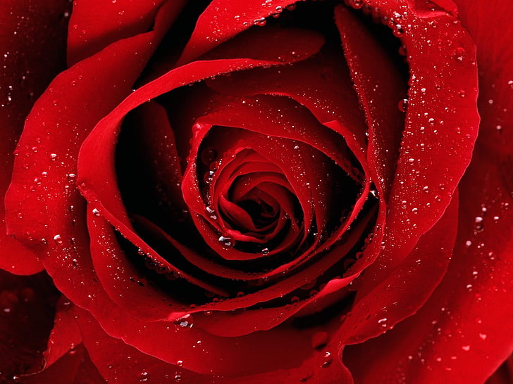 rote Rosenblume, Rose, Natur, Wassertropfen, Blumen, rote Blumen, Makro, Tau, HD-Hintergrundbild