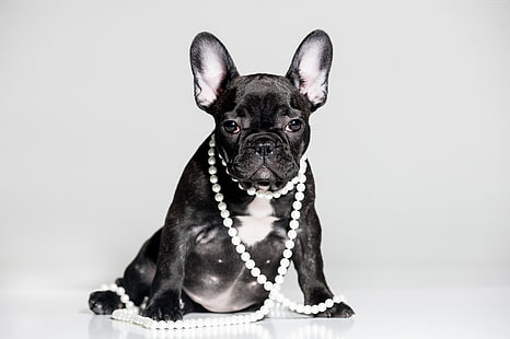 5k, puppy, cute animals, French Bulldog, HD wallpaper HD wallpaper