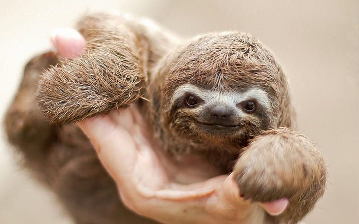 Sloth nice smile, Sloth, Nice, Smile, HD wallpaper