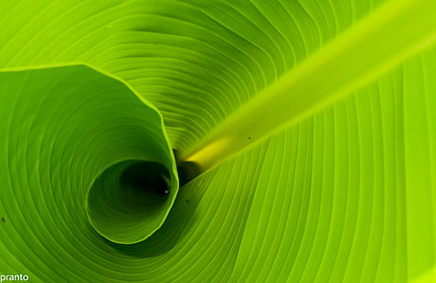 rolo de folha de bananeira, bangladesh, bangladesh, verde, Bangladesh, folha de bananeira, rolo, D90, natureza, folha, verde cor, planta, planos de fundo, close-up, frescura, resumo, padrão, botânica, HD papel de parede HD wallpaper