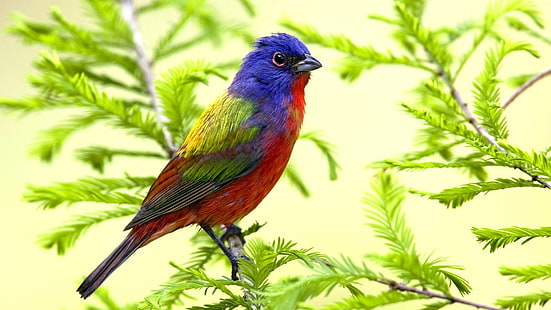 นกแก้วในฤดูใบไม้ผลิ, กิ่งไม้, ใบไม้, ฤดูใบไม้ผลิ, นกแก้ว, นก, กิ่งไม้, ใบไม้, วอลล์เปเปอร์ HD HD wallpaper