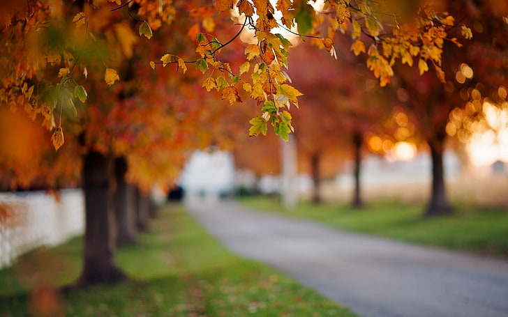 Leaves Blur Autumn HD HD wallpapers free download | Wallpaperbetter