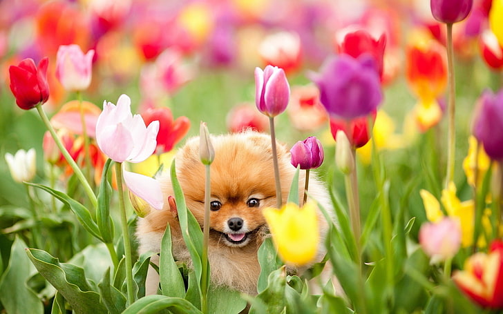brown Pomeranian puppy, puppy, dog, field, flowers, tulips, HD wallpaper