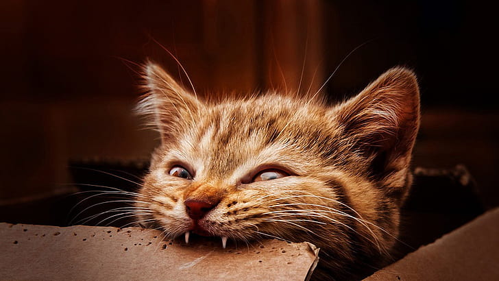 kucing kucing coklat, kucing, binatang, Wallpaper HD