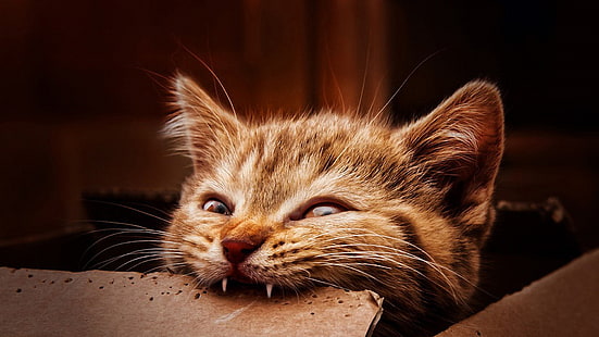 kahverengi tekir kedi, kedi, hayvanlar, HD masaüstü duvar kağıdı HD wallpaper