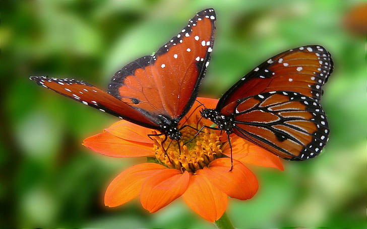 Two On A Flower, orange, black, nature, flower, center, animals, daylight, wings, monarch, petals, butterflies, HD wallpaper