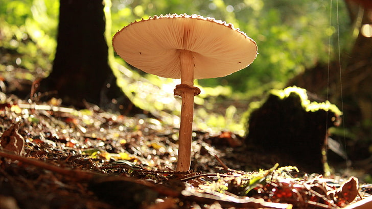 brown mushroom, nature, mushroom, HD wallpaper