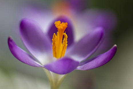 shallow focus photo of purple flower, For the love, shallow focus, photo, purple flower, Crocus, Orange, DOF, Bokeh, Canon 7D, Canon EF, f/2, Macro, USM, Outdoors, Garden, Peterborough, UK, Valentine, Manic, Soft, nature, plant, flower, petal, flower Head, pink Color, close-up, beauty In Nature, purple, HD wallpaper HD wallpaper