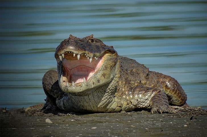 crocodile, sharp teeth, water, wide open mouth, Animal, HD wallpaper