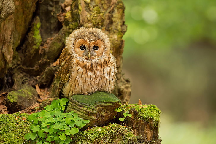 brown owl, forest, nature, owl, birds, ptenec, Tawny Owl, HD wallpaper