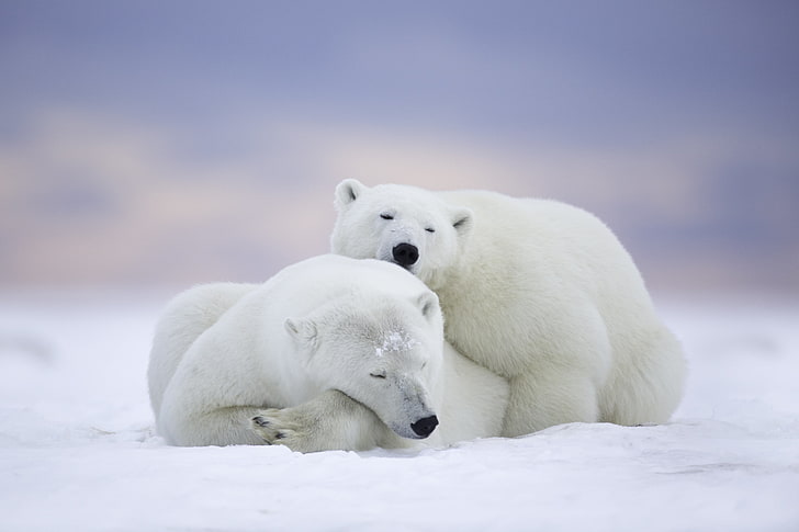 two polar bears, stay, sleep, bears, Alaska, a couple, polar bears, The Arctic national reserve, Arctic National Wildlife Refuge, HD wallpaper