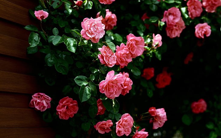 Bardzo ładne róże, Tapety HD