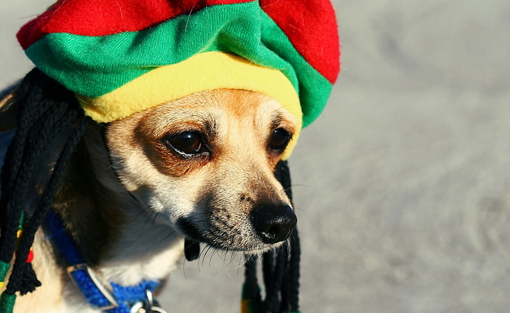Perro Rasta, cachorro chihuahua marrón liso, animales, mascotas, reggae, rasta, colores reggae, Fondo de pantalla HD