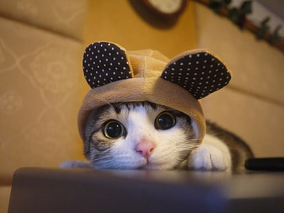 かわいい子猫、子猫、かわいい、猫、 HDデスクトップの壁紙 HD wallpaper