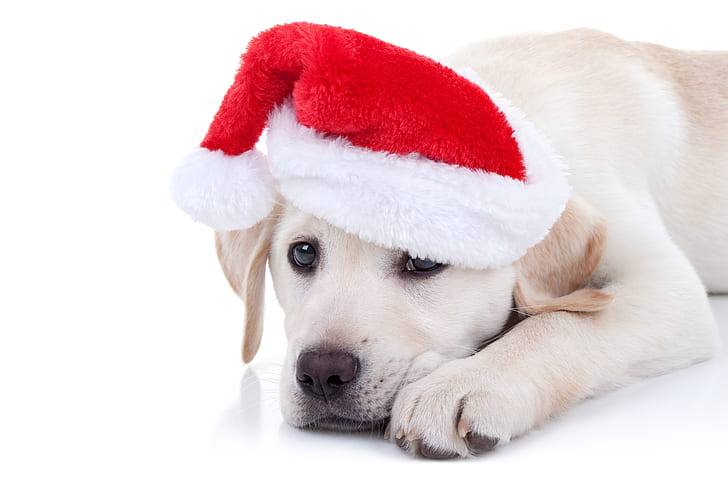 dog, New Year, Christmas, Labrador, cap, 2018, Merry Christmas, Xmas, funny, cute, decoration, santa hat, symbol 2018, HD wallpaper