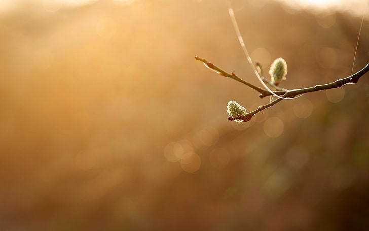 silver-colored pendant necklace, nature, twigs, plants, bokeh, simple background, HD wallpaper
