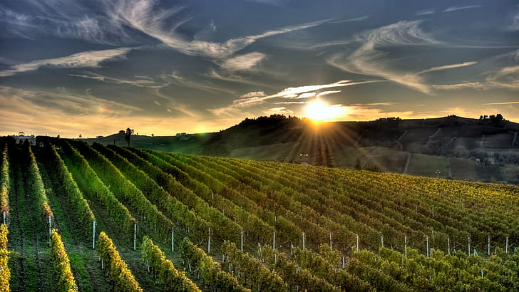 vineyard, HD wallpaper