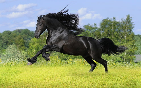черный конь, животное, конь, черный, бег, HD обои HD wallpaper