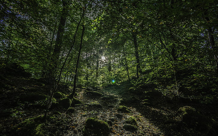 Дървета Sunlight Forest HD, природа, дървета, слънчева светлина, гора, HD тапет