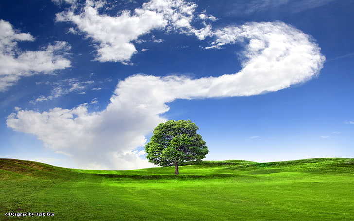 青いフィールド丘の上の孤独な木自然フィールドHDアート、青、緑、木、空、フィールド、 HDデスクトップの壁紙