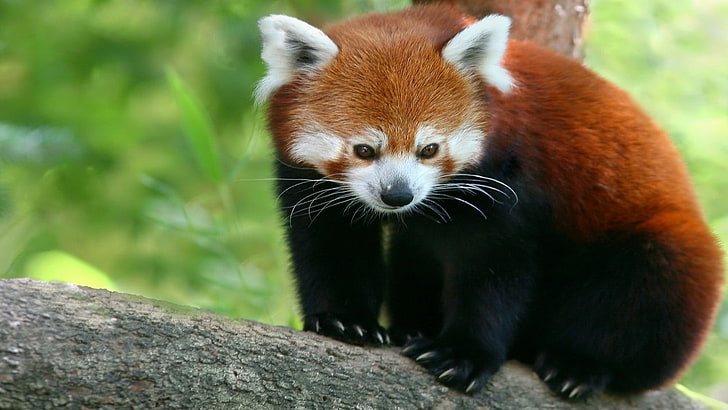 red panda, Red, Panda, firefox, red Panda, bamboo bear, HD wallpaper