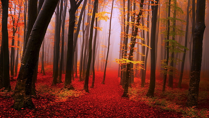 sentiero, nebbia, autunno, natura, bosco, bosco, latifoglie, albero, bosco, tronco, Sfondo HD
