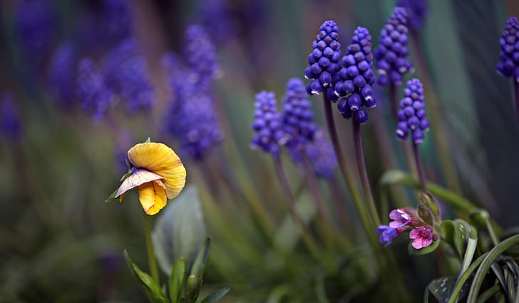 macro, flowers, nature, spring, Muscari, flora, violet, lungwort, Nelia Rachkov, HD wallpaper