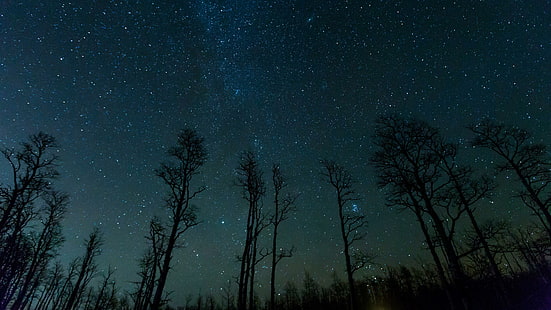 небо, лес, силуэт, ночь, дерево, звездное небо, тьма, звездное, звездный свет, звезды, ночное небо, астрономия, HD обои HD wallpaper