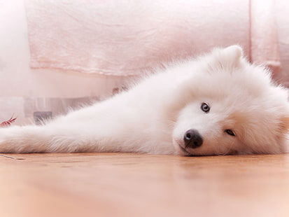 Canino, perro, perros, samoyedo, Fondo de pantalla HD HD wallpaper