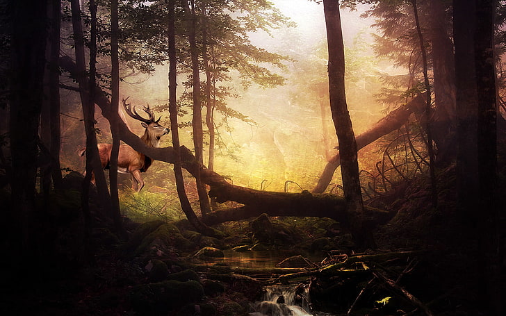 Wald, Bäume, Bach, Steine, Moos, Hirsche, HD-Hintergrundbild