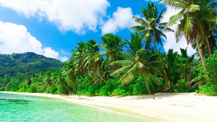 summer, tropics, tropical beach, sandy beach, sky, palm, palm tree, tree, arecales, tropical, sea, water, coast, beach, vacation, HD wallpaper