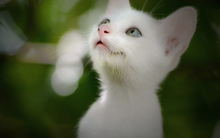 هريرة بيضاء لطيفة ، ابحث ، قطة بيضاء قصيرة الفراء ، لطيفة ، بيضاء ، هريرة ، انظر ، أعلى، خلفية HD