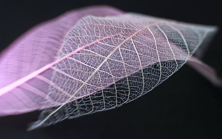 Transparent leaf vein abstract wallpaper 11, purple and white leaves, HD wallpaper
