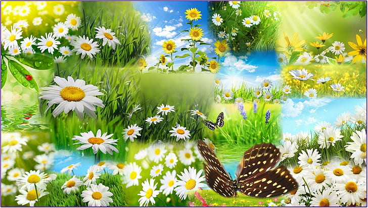 Daisy Fields Butterfly, papillon, трева, fleurs, пеперуда, диви цветя, цветя, пролет, топло, полета, колаж, прясно, HD тапет