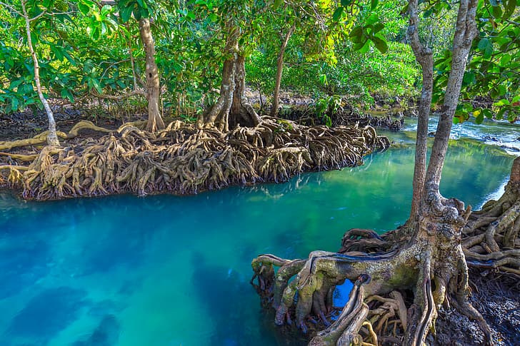 las, jezioro, rzeka, tropikalny, krajobraz, piękny, drzewo, mangrowe, szmaragd, Tapety HD
