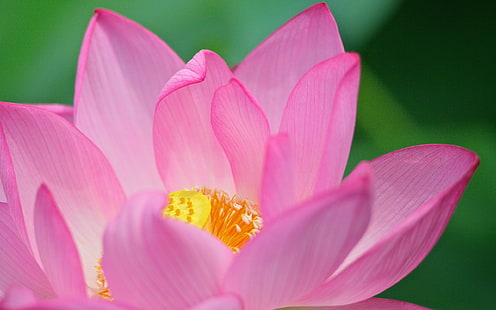 Fond d'écran de photographie de macro-plante de fleur de lotus rose., Fond d'écran HD HD wallpaper