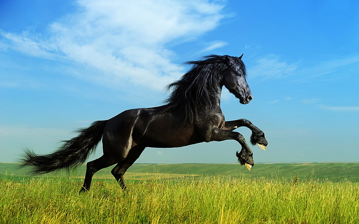 القفز الأسود الحصان خلفيات عالية الدقة صور خلفية سطح المكتب عريضة، خلفية HD